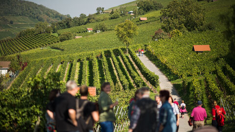 Menschen wandern in den Weinbergen an der Bergstraße