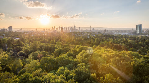 Blick über Wald auf die Skyline von Frankfurt