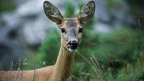 Reh im Wald Ein Reh schaut in die Kamera